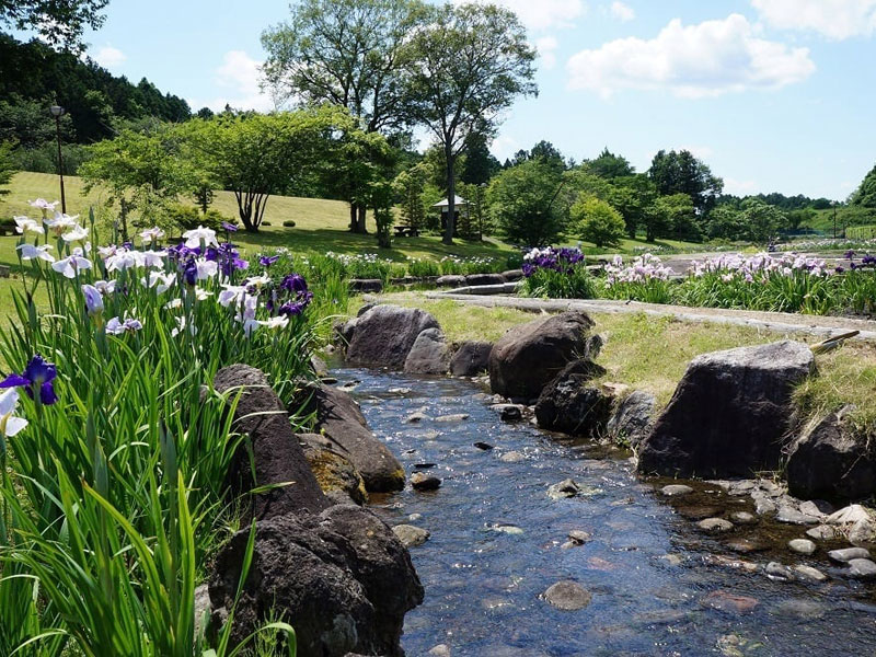 南方花菖蒲の郷公園