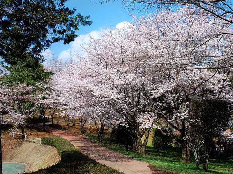 磯部桜川公園