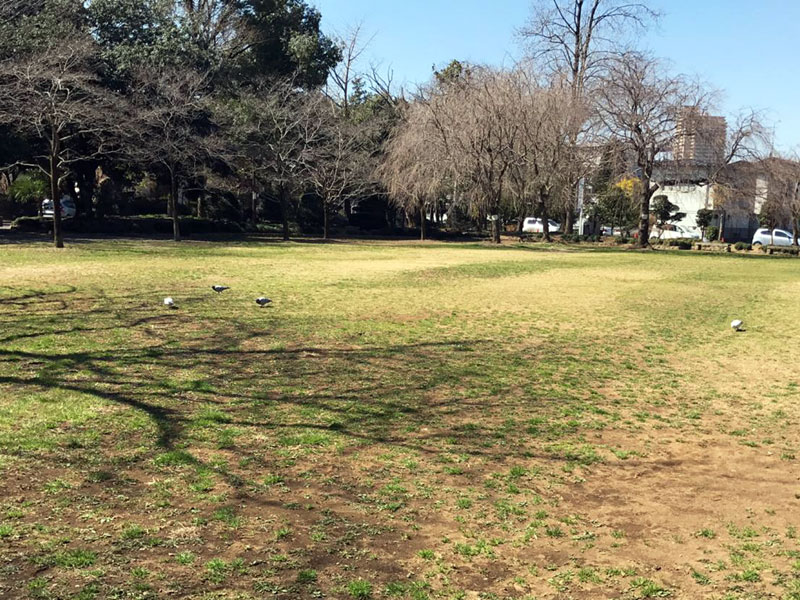 緑の森公園