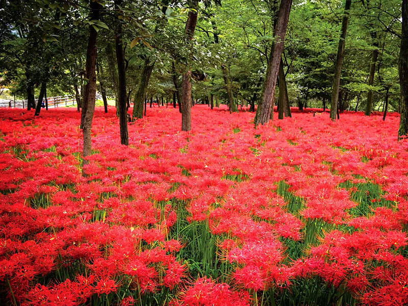 巾着田曼珠沙華公園