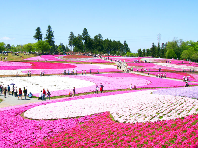 羊山公園