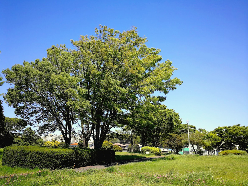 堺田公園