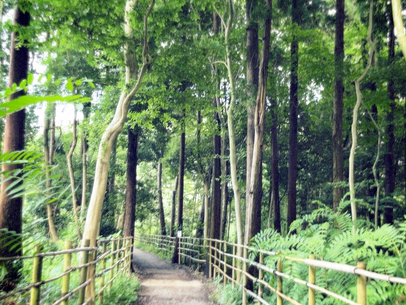 粟野の森