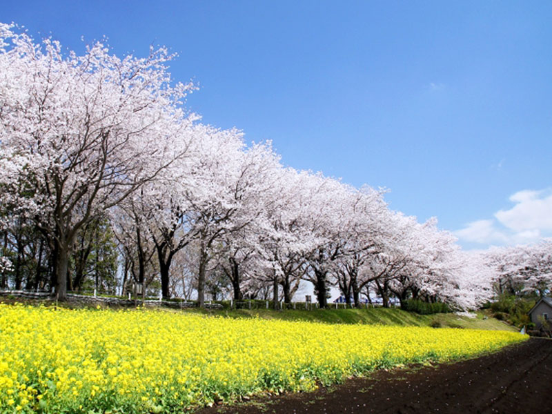 尾根緑道