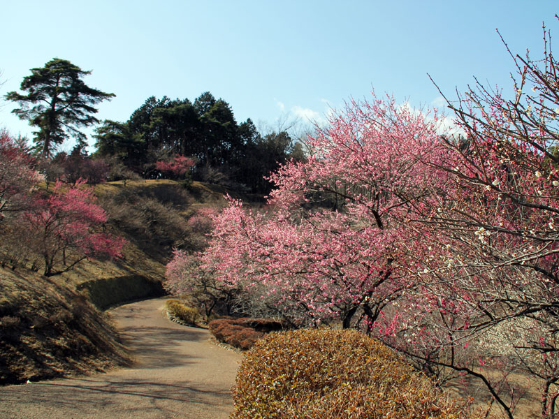 梅の公園