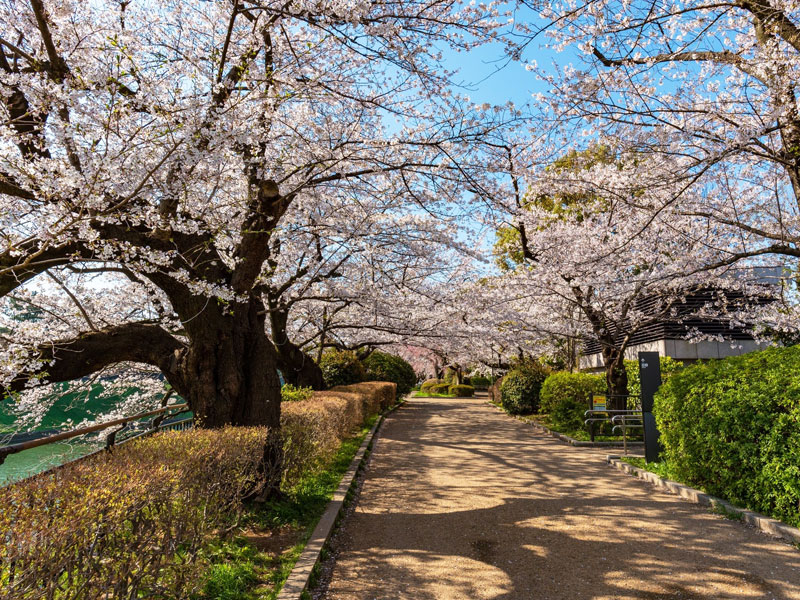 千鳥ヶ淵公園