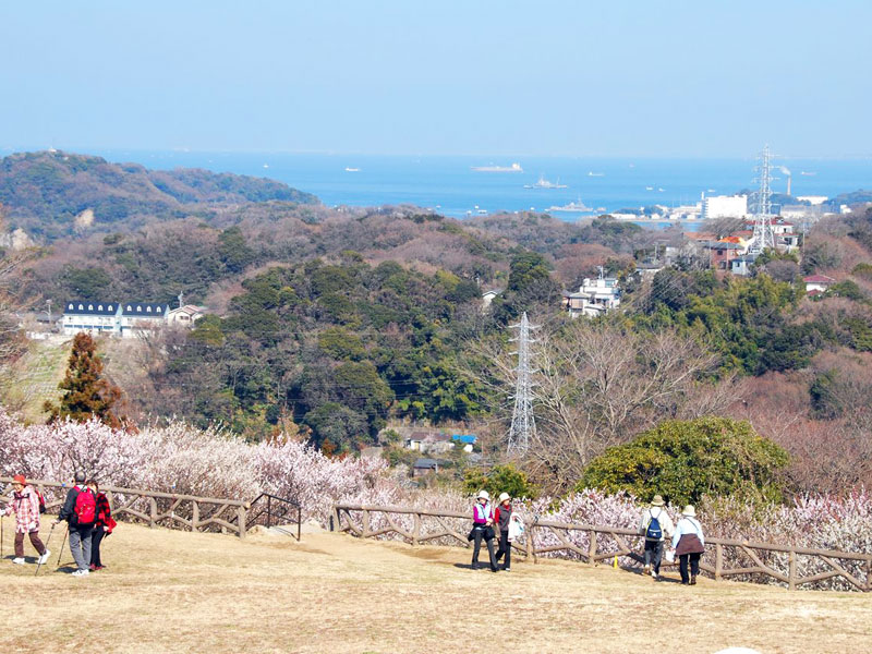 田浦梅の里