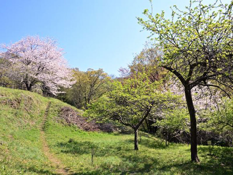 小町緑地