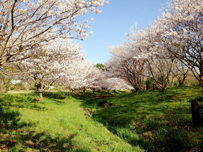 森と水の公園