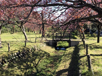 蓮池公園