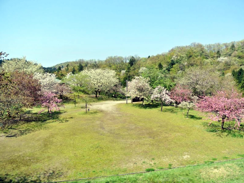 桜公園