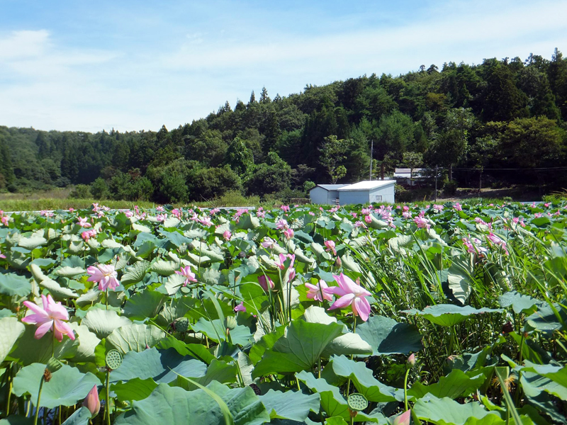 長橋の池公園