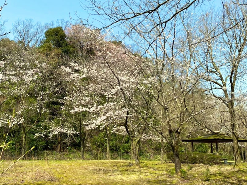 松籟公園