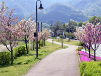 甘利沢川さくら公園