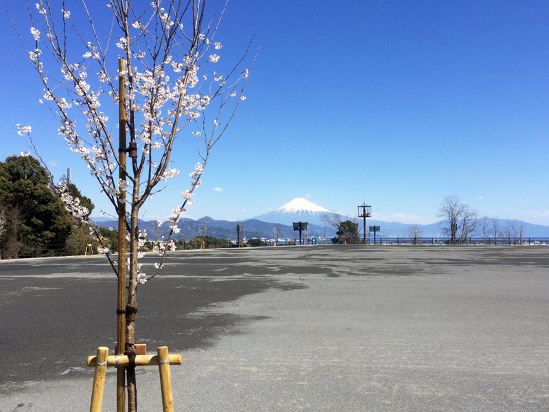 日本平さくら公園 