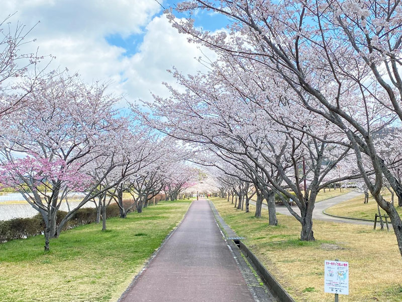 さくら緑地公園