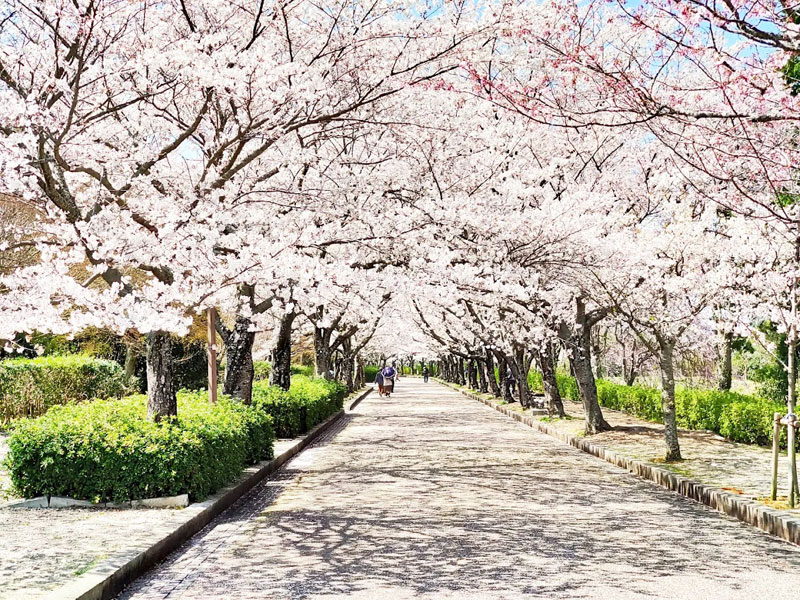 さくら公園