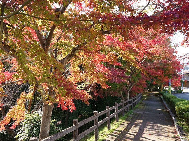 新じょうご池緑地