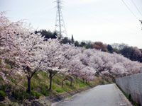 葉山緑地