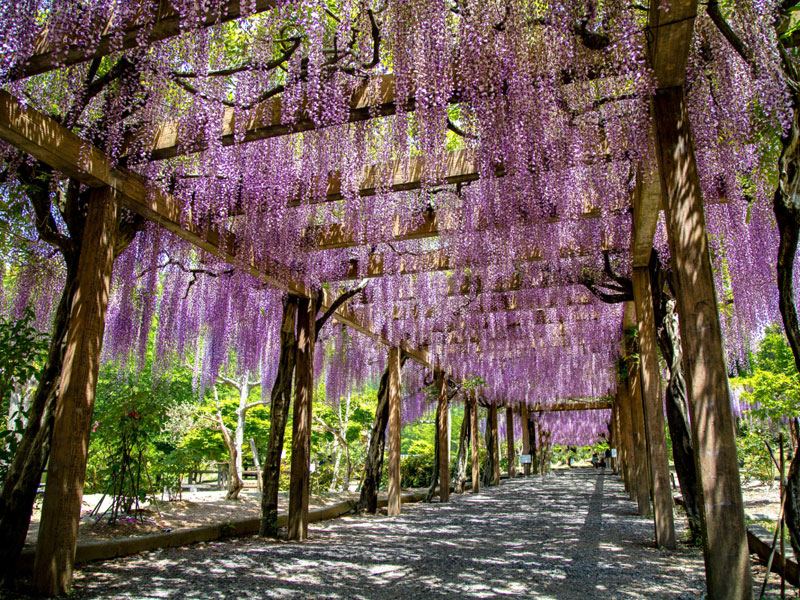 大三島藤公園