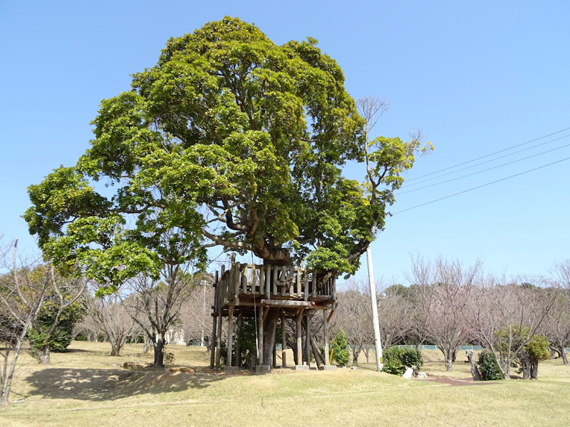 土佐清水市うすばえ桜公園