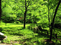 岩屋山渓桜公園