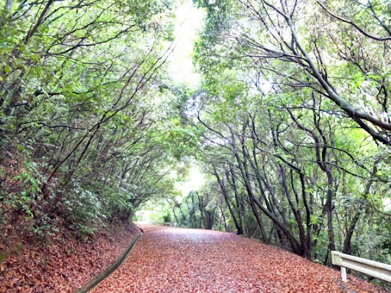 神園山小山山緑地