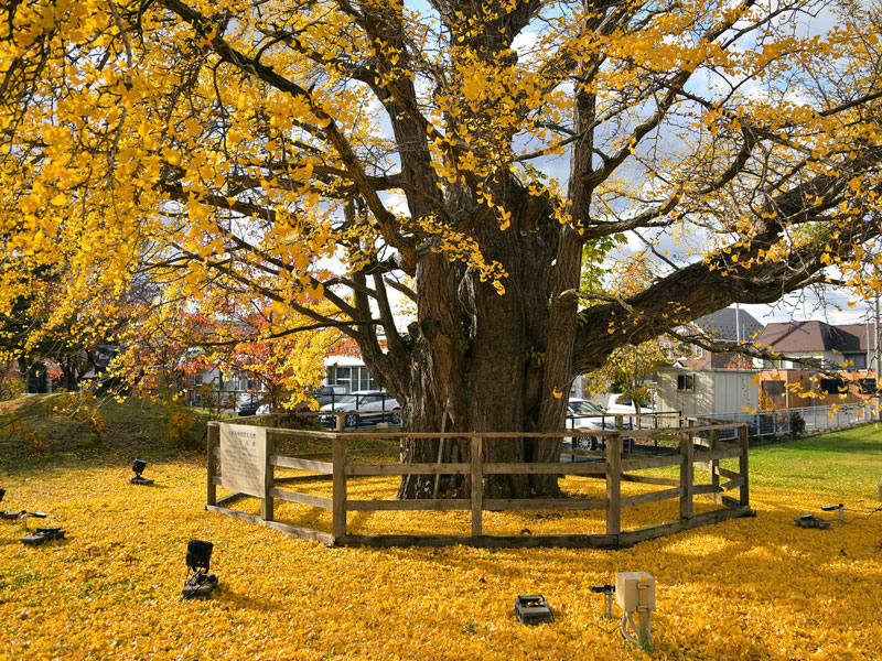 銀杏ヶ丘公園