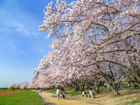 宮川堤公園